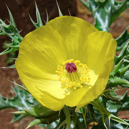 Argemone Subfuciformis