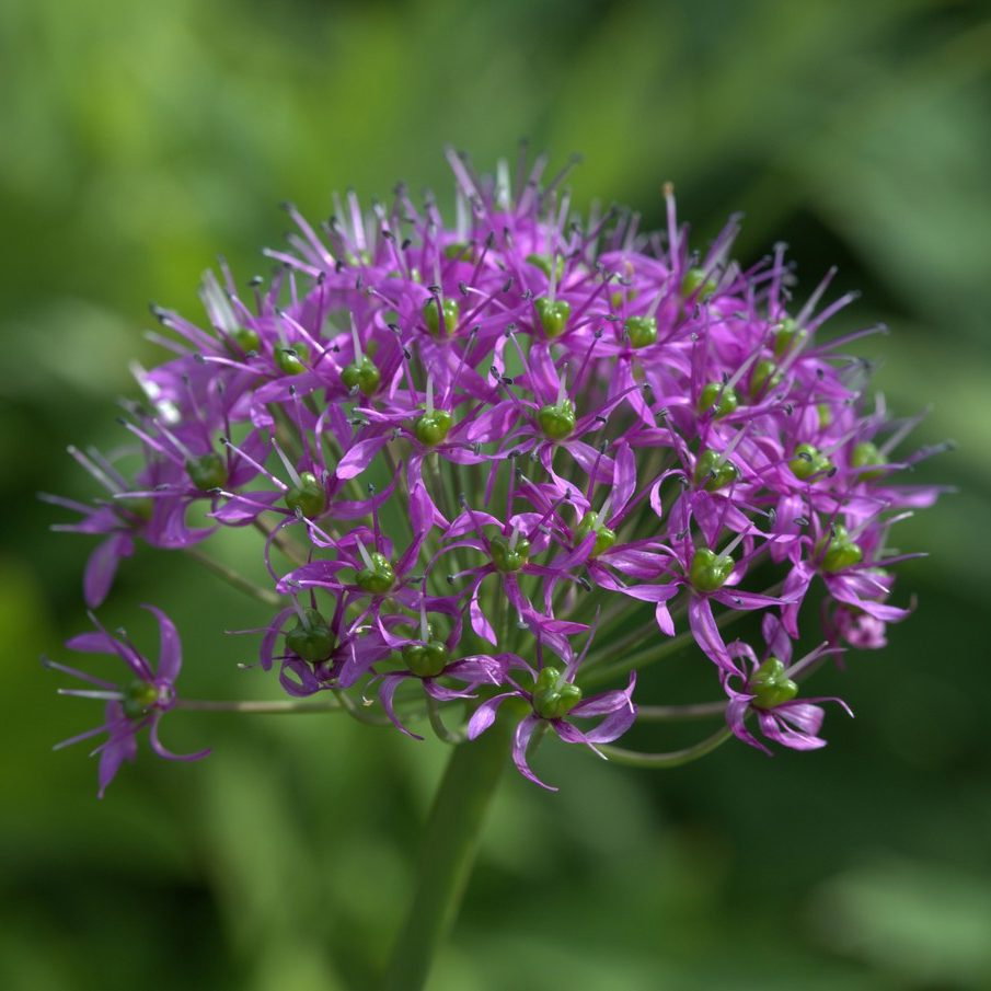Allium Wallichii E1758805215467