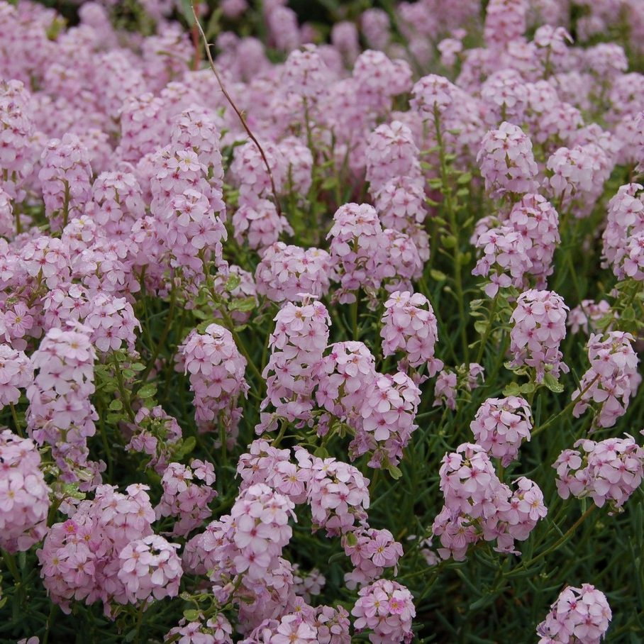 Aethionema Grandiflora E1758804471261