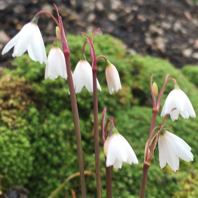 Acis Autumnalis E1758803904689