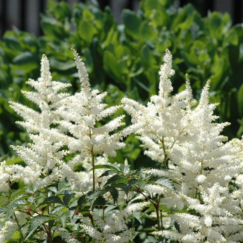 Astilbe Chinensis White Cloud E1758806803162
