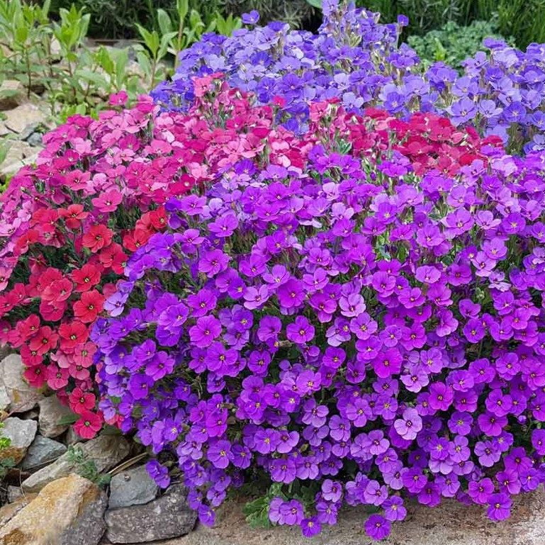 Aubrieta Mix E1758806851171