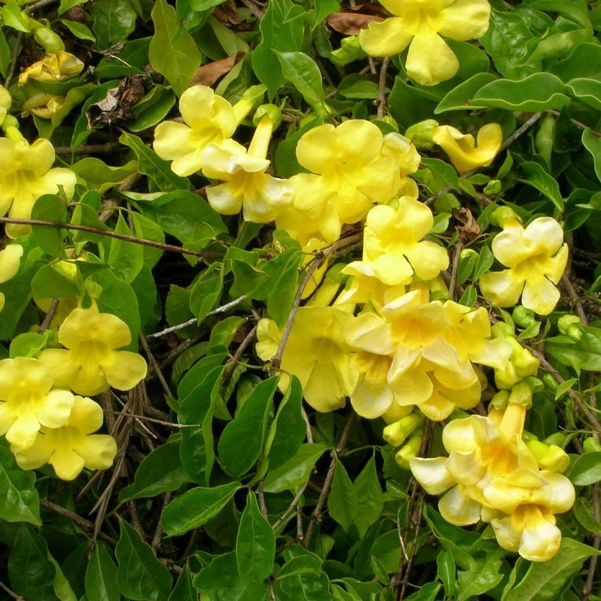 Bignonia Unguis Cati E1758807251812