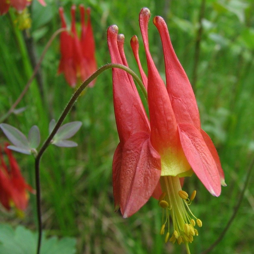 Aquilegia Canadensis E1758806346297