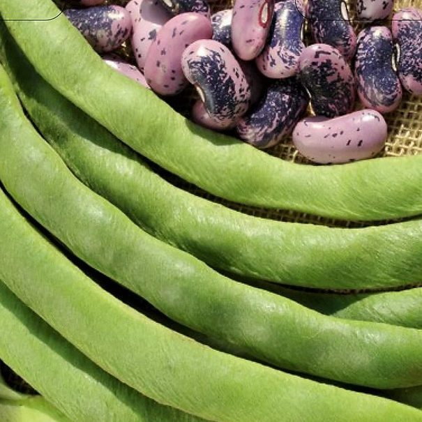 Bean Prizewinner E1758807176267