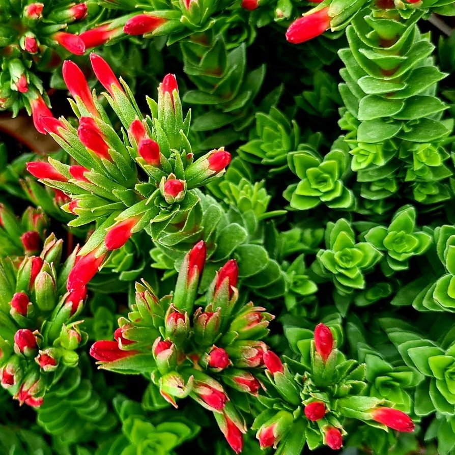 Crassula Coccinea E1758810660119