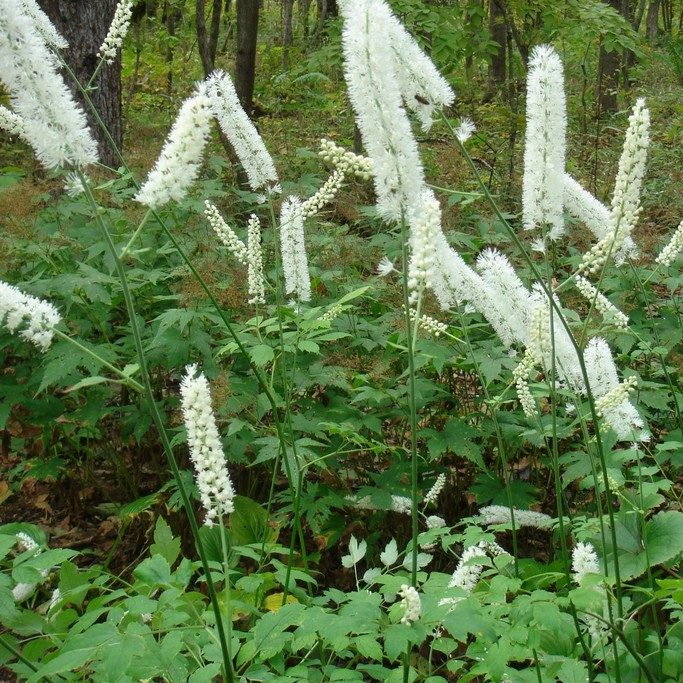 Actaea Simplex E1758804134885