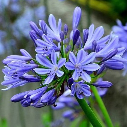 Agapanthus Lillyput E1758804864741