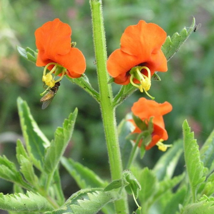 Alonsoa Incisifolia E1758805310229