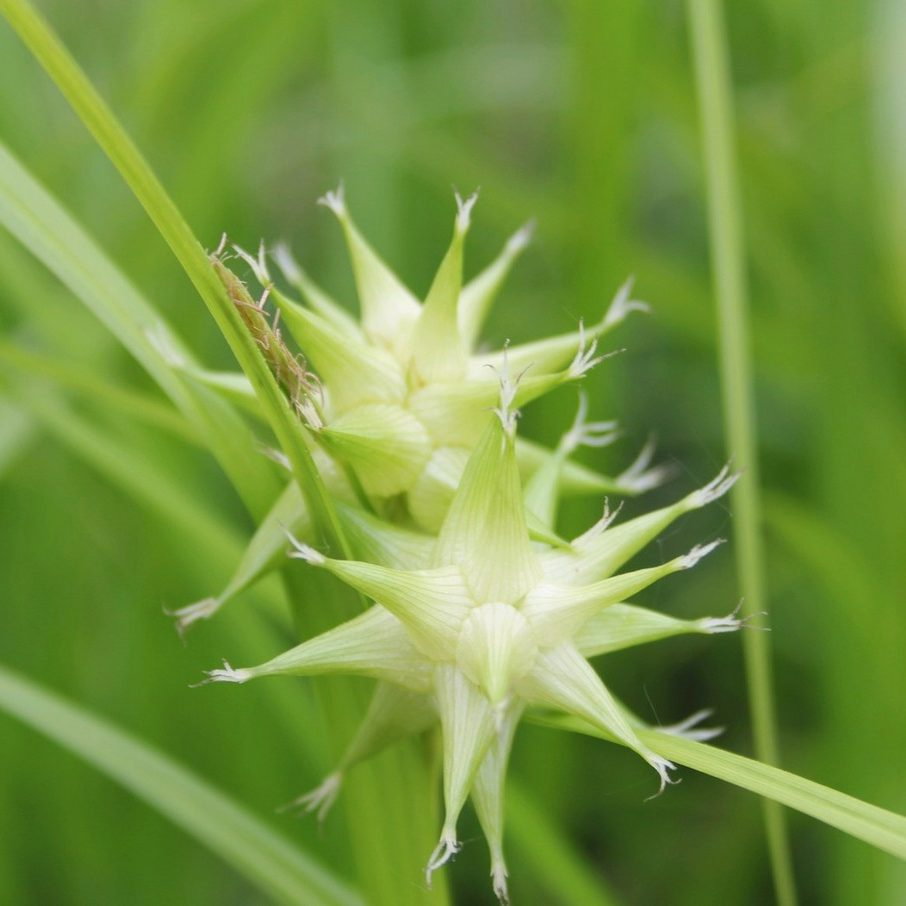 Carex Grayi E1758809769960