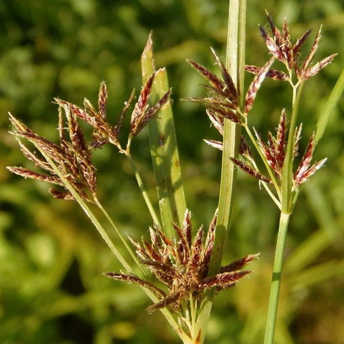 Cyperus Rotundus Sea Urchin E1758810884622