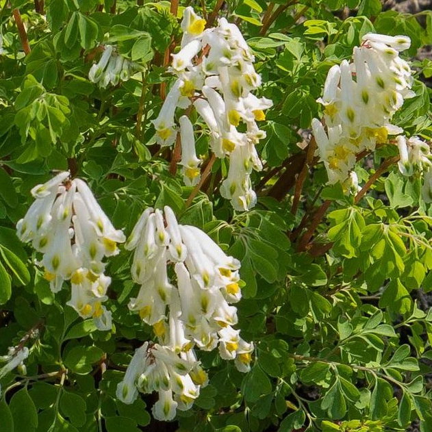 Corydalis Sempervirens Alba E1758810563605
