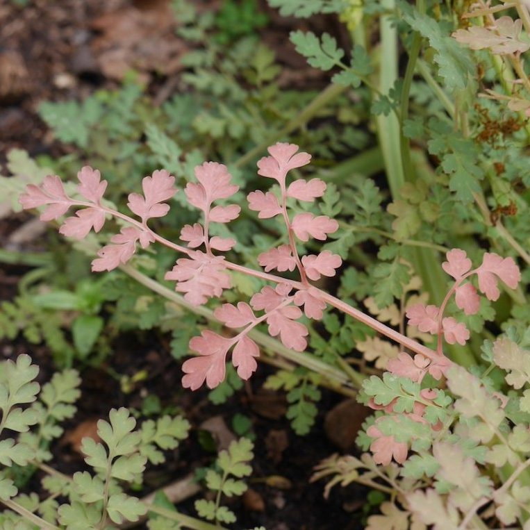 Corydalis Ophiocarpa Bronze Beauty E1758810462310