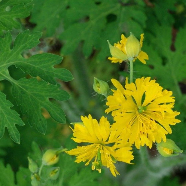 Chelidonium Majus Var Laciniatum E1758809896312