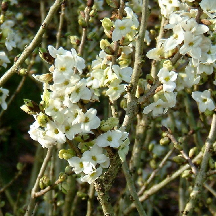 Daphne Mezereum Alba E1758811070201