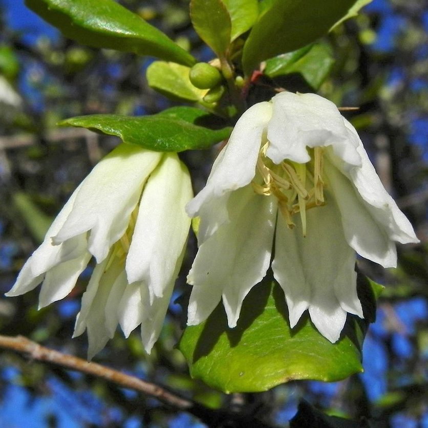 Crinodendron Patagua E1758810759151