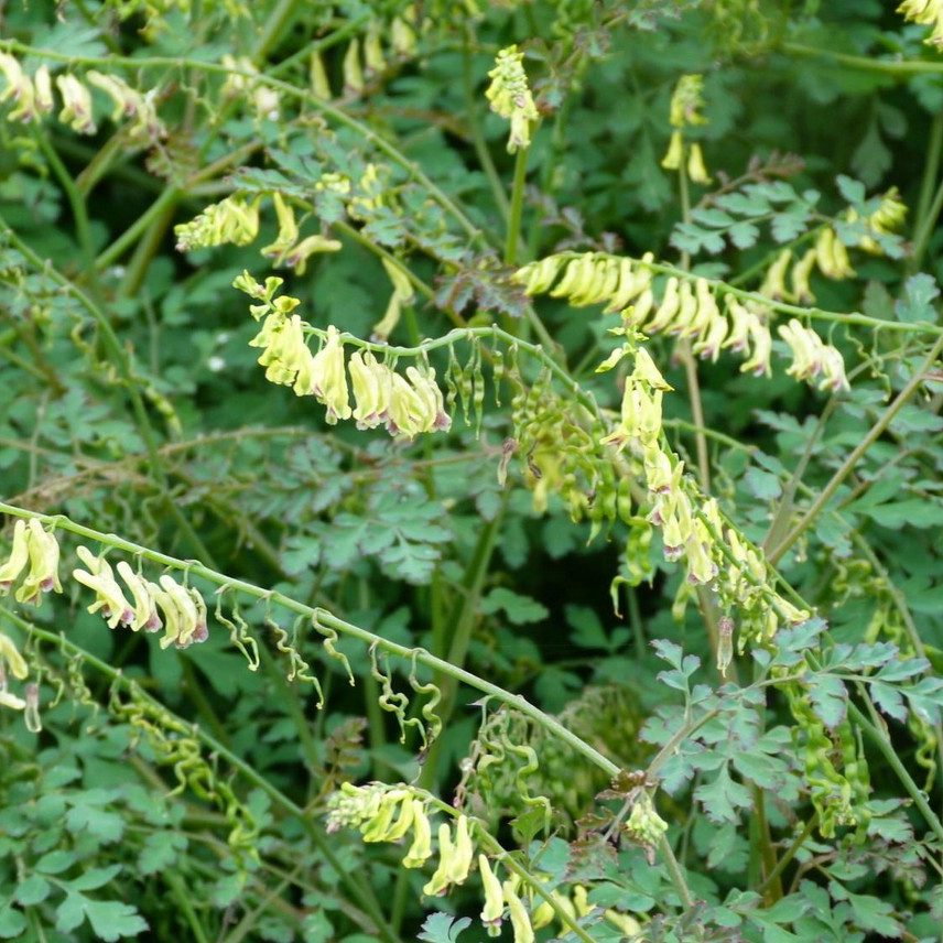 Corydalis Ophiocarpa E1758810516371