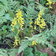 Corydalis Cheilanthifolia E1758810349905