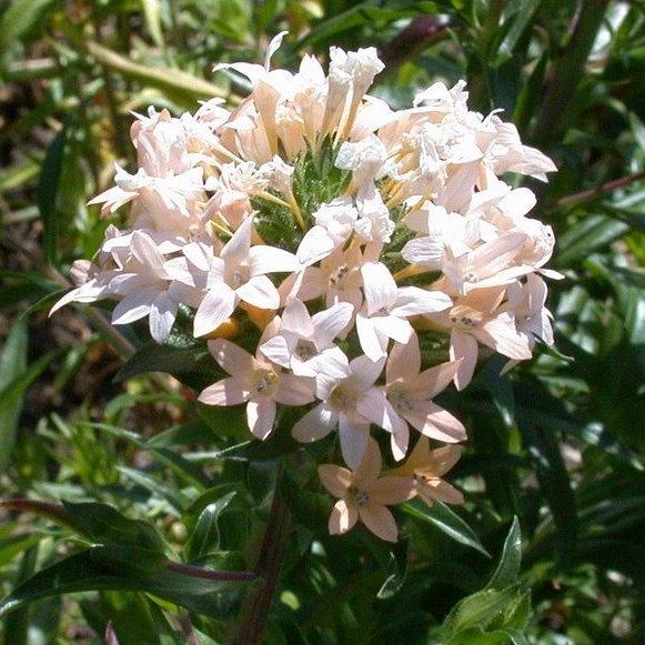 Collomia Grandiflora E1758810287848