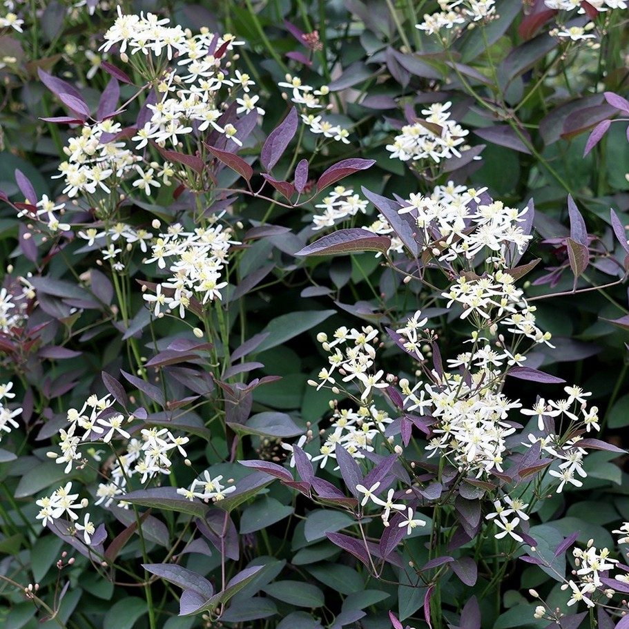 Clematis Recta Purpurea E1758810108179