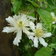 Clematis Potaninii E1758810050680