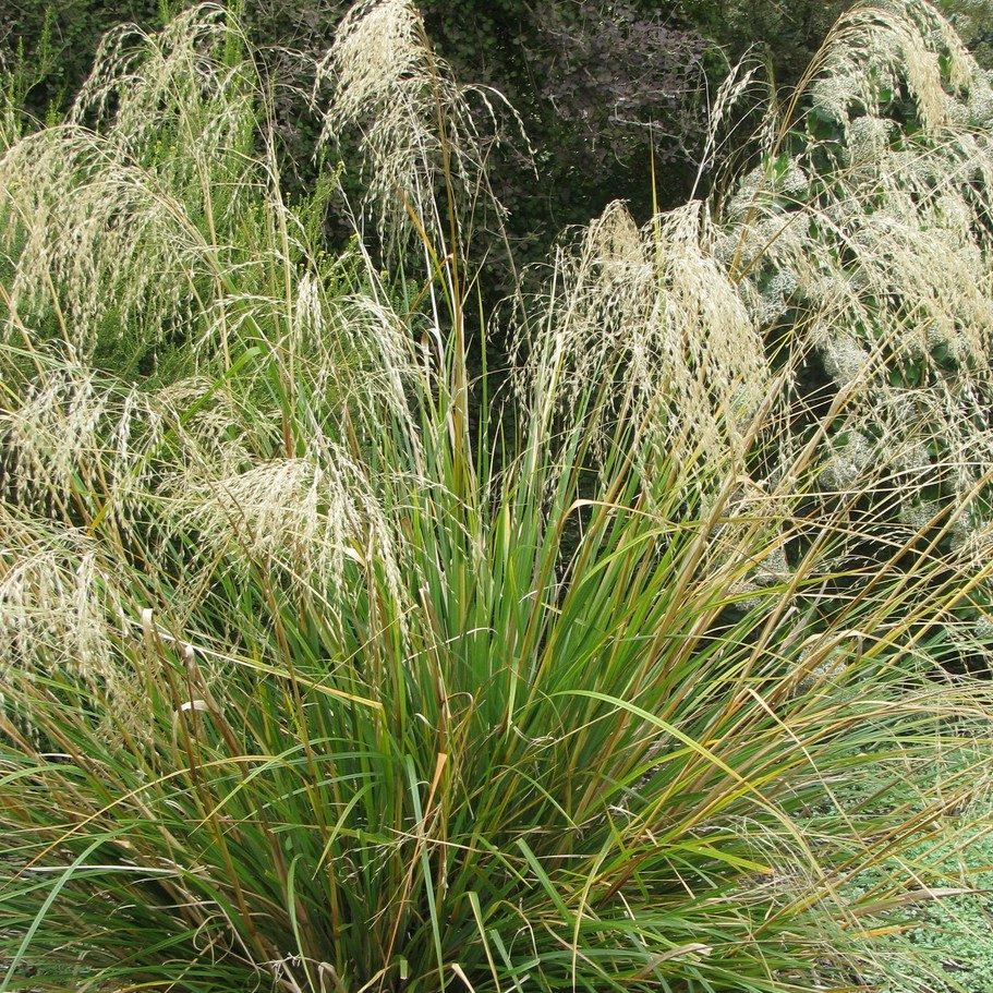 Chionochloa Conspicua E1758809979506