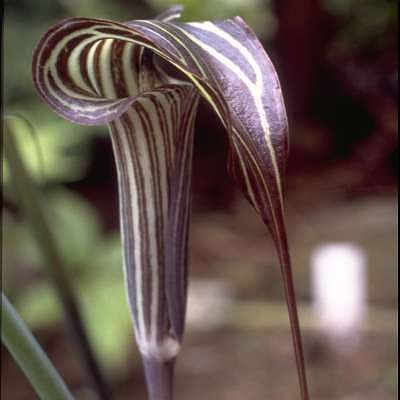 Arisaema Ciliatum