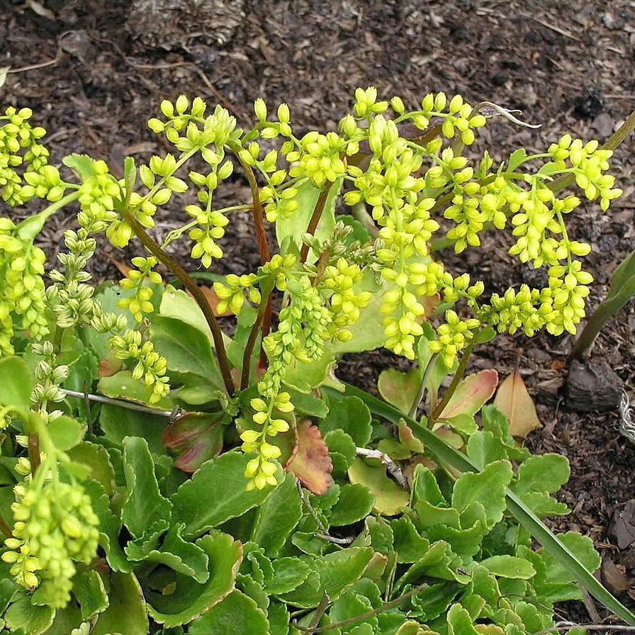 Chiastophyllum Oppositifolium E1758809937928