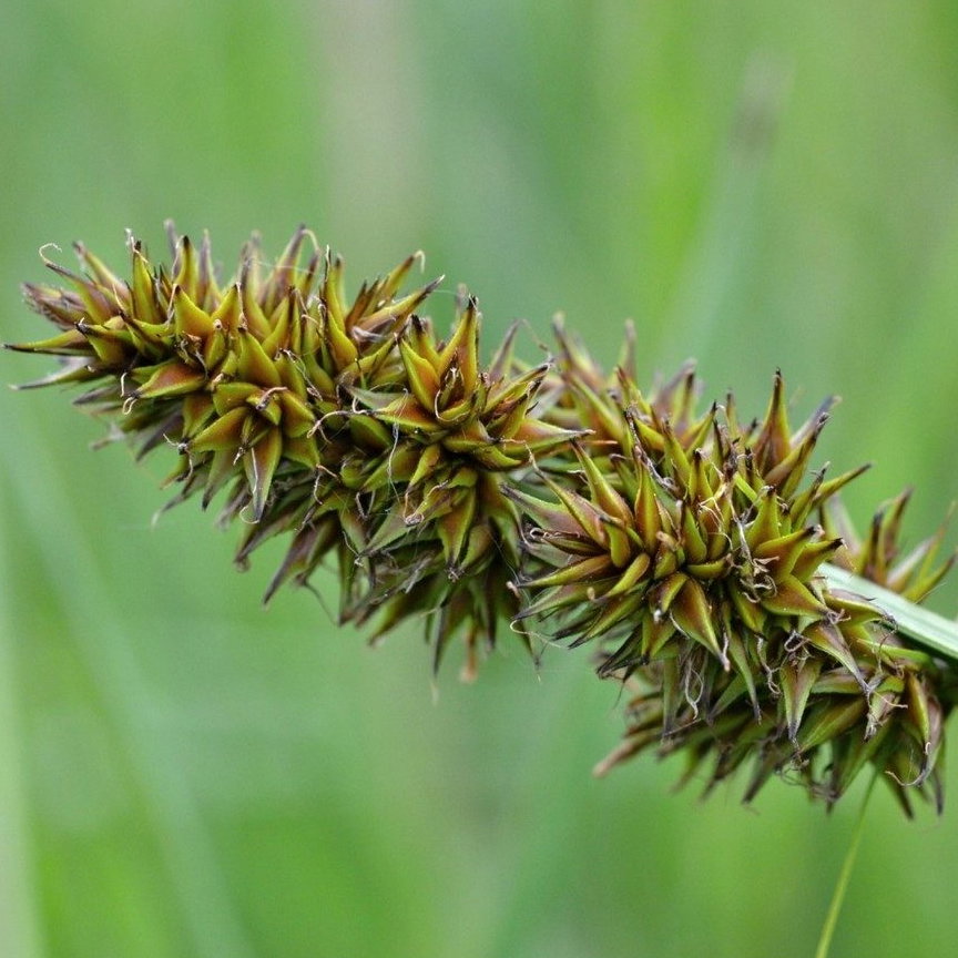 Carex Vulpina E1758809842373