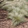 Carex Frosted Curls E1758808999284