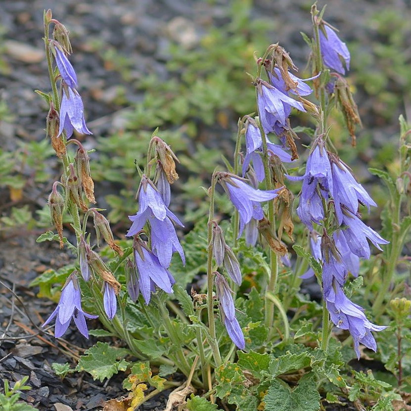 Campanula Sarmatica E1758808872848