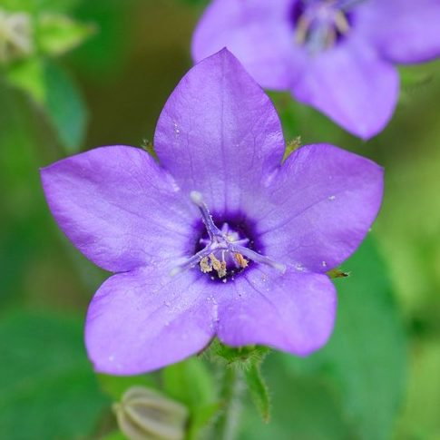 Campanula Primulifolia E1758808813253