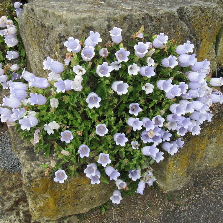 Campanula Incurva E1758808749149