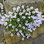 Campanula Incurva E1758808749149
