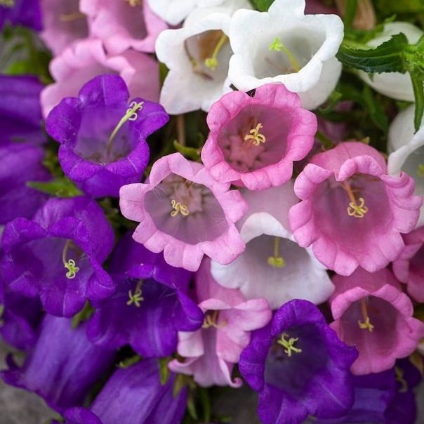 Campanula Cottage Mix E1758808529242
