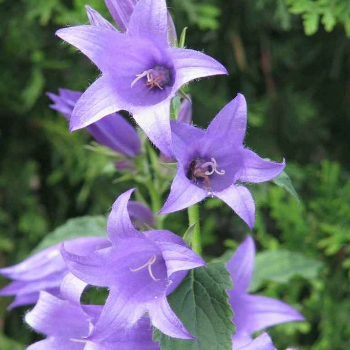 Campanula Faichem Lilac E1758808700446