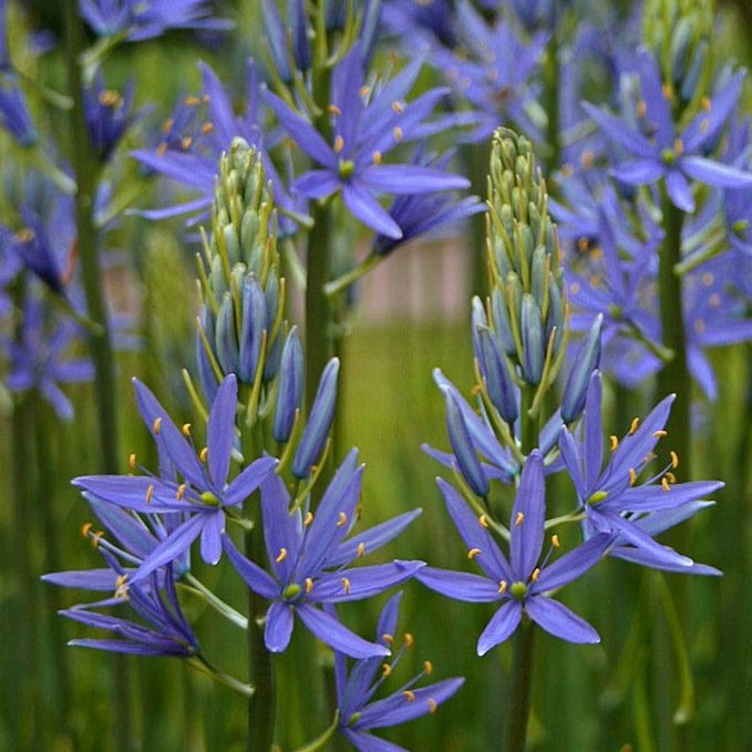 Camassia Leichtlinii E1758808477896