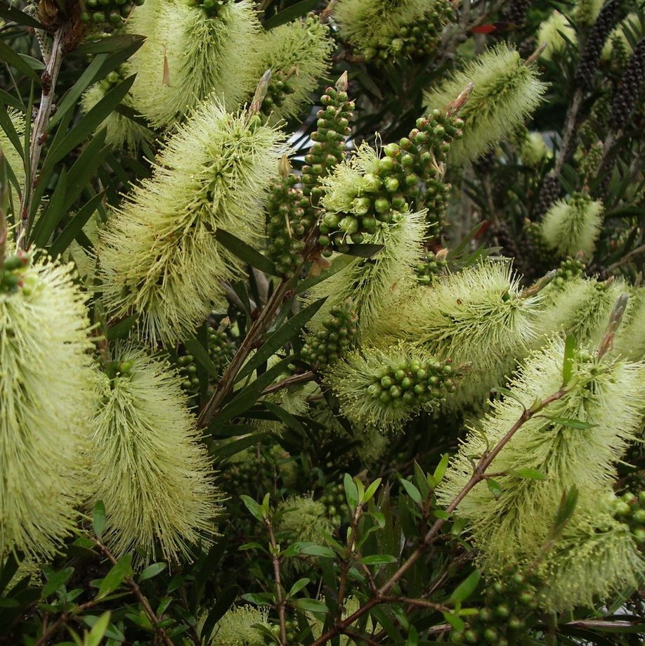 Callistemon Salignus E1758808359155