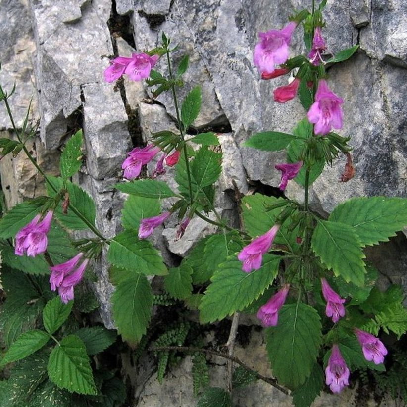 Calamintha Grandiflora E1758808166935