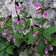 Calamintha Grandiflora E1758808166935