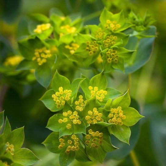 Bupleurum Griffithii E1758808062846