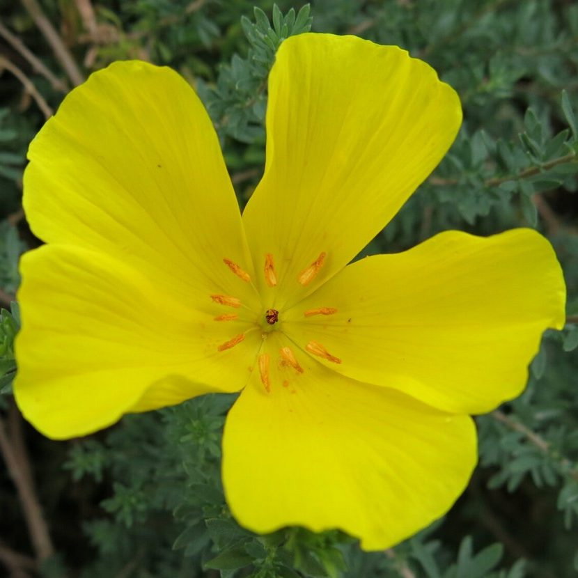 Balbisia Peduncularis E1758806970390