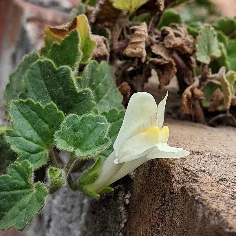 Asarina Procumbens E1758806763728