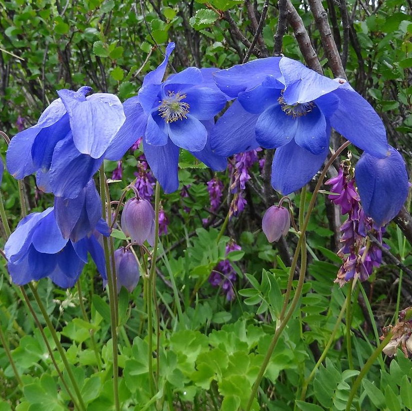 Aquilegia Glandulosa E1758806615557