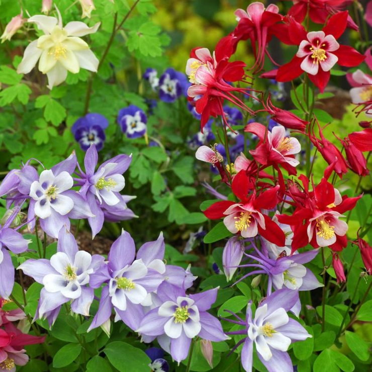 Aquilegia Flabellata Mixed E1758806507176