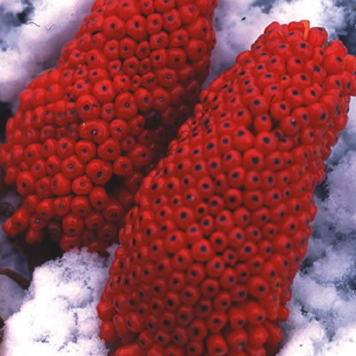 Arisaema Consanguineum