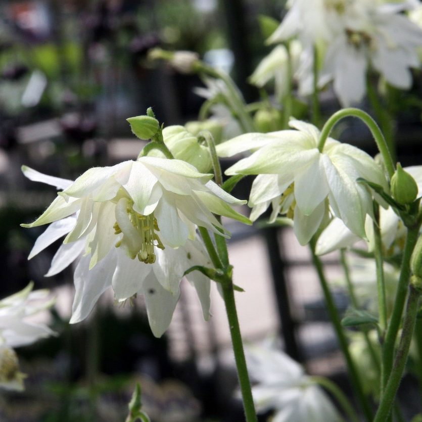 Aquilegia Clematiflora E1758806395122