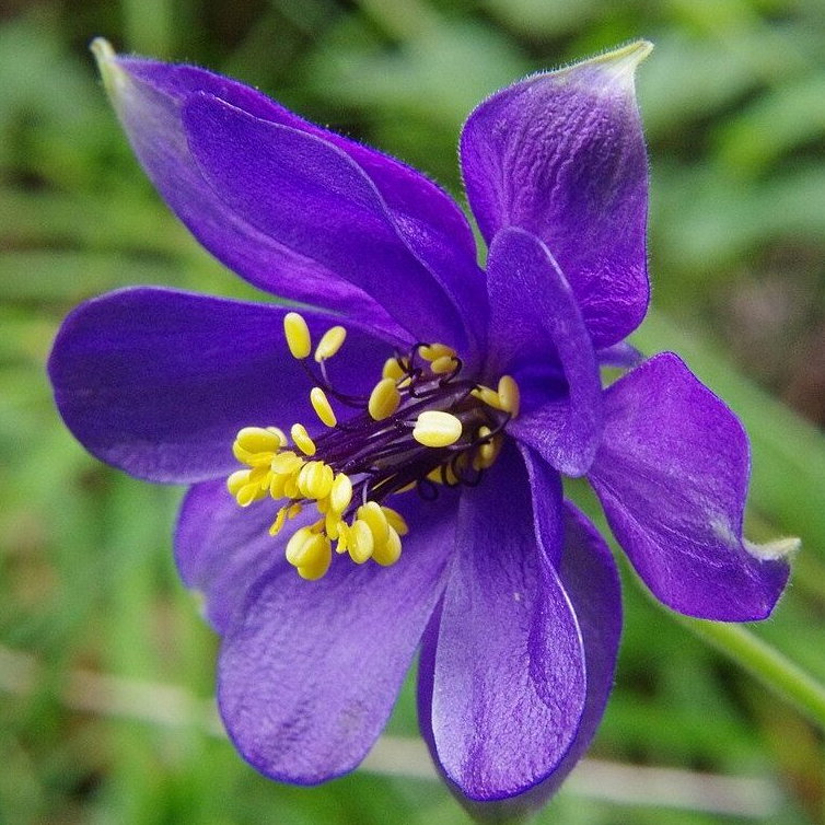 Aquilegia Royal Purple E1758806721851