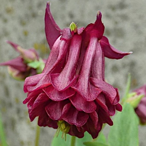 Aquilegia Burnished Rose E1758806297606