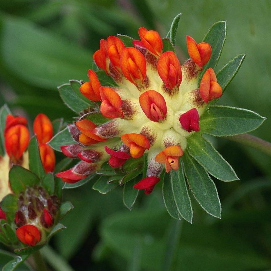 Anthyllis Vulnaria Coccinea E1758806252301